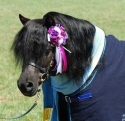 VIC APSB Stud Show 2011