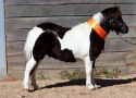 NE Border Group Annual Foal Show 2011