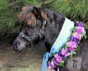 APSB Western Promotional Foal Show 2011