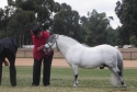 All Shetland Feature Show 2011