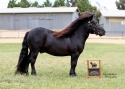 Vic All Shetland Show 2012