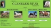 Glenelen Shetland and Miniature Pony Stud