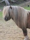 Poniewood Shetland & Miniature Pony Stud