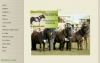 Gar-won Shetland Stud