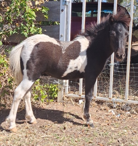 Cinnamon Filly 3.jpg