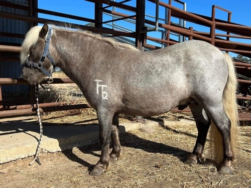 Taffy Roan Colt