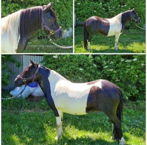 Shetland mare