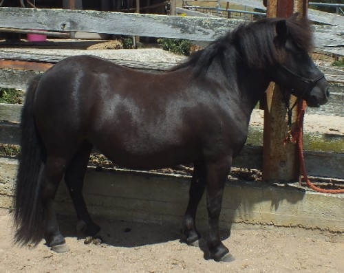 Black filly