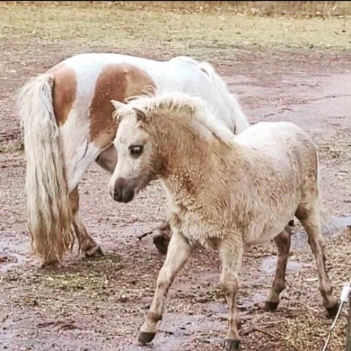 Percy - Foal