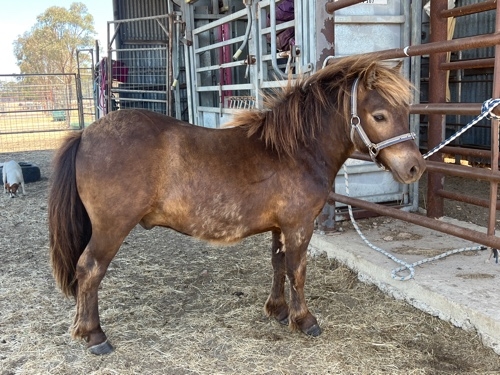 Quality Gelding - L Bar Gum Drops