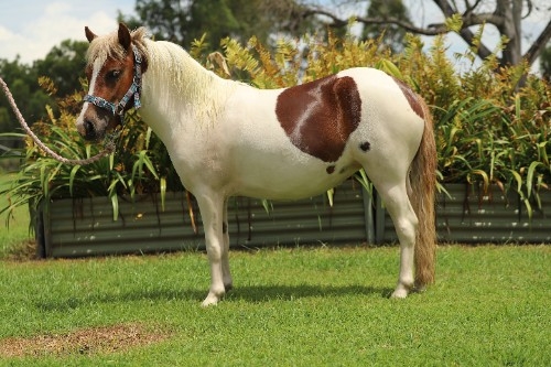 Stunning Filly 