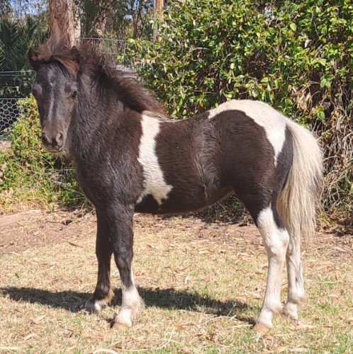 Cinnamon Filly 1.jpg