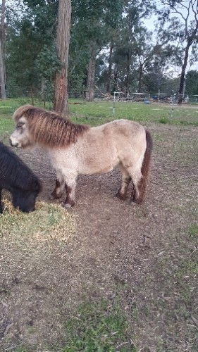 mashar suzanne  SOLD