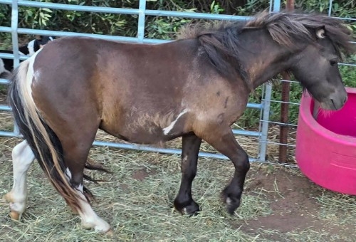 Minigong Beau Jasper 