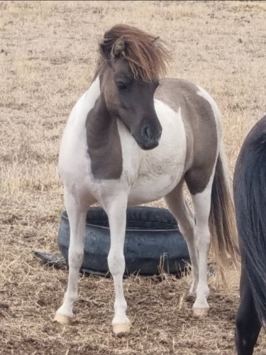 Grulla tobiano filly