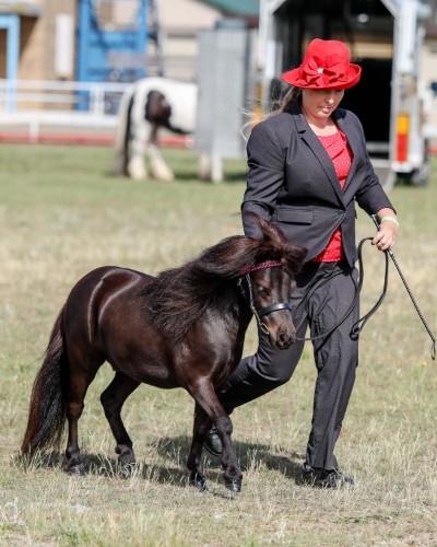 Top Quality AMPS/APSB Colt