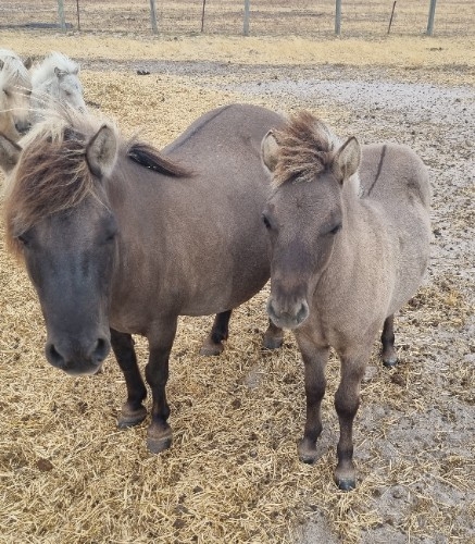 Mare and Filly Foal Package