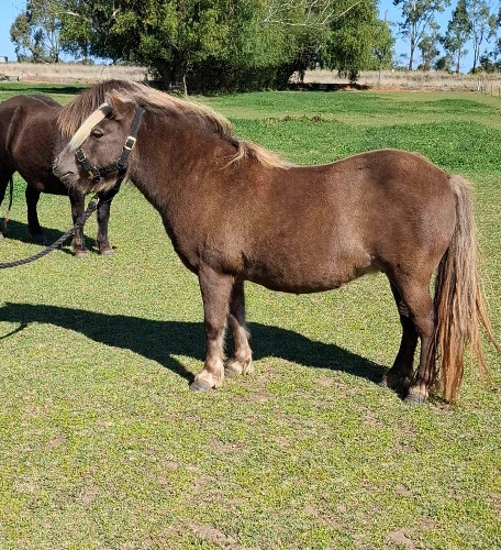 Morgan Park Lady Guinevere