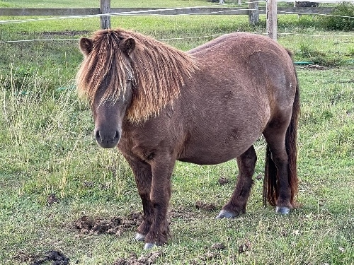 Kimmell Smokey Safari