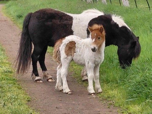 Coloured colt
