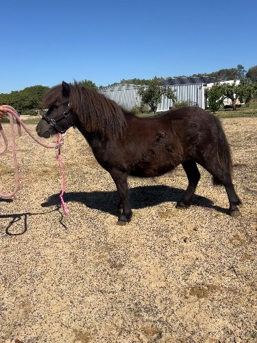 Chesapeake Park Velvet Ribbon 