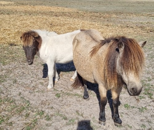 Mare and Filly Foal Package