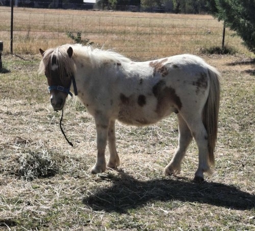 Gully Lodge High Voltage