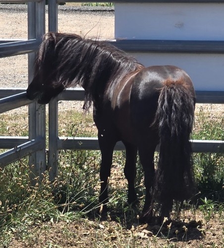 GULLYLODGE BOBBY DAZZLER 